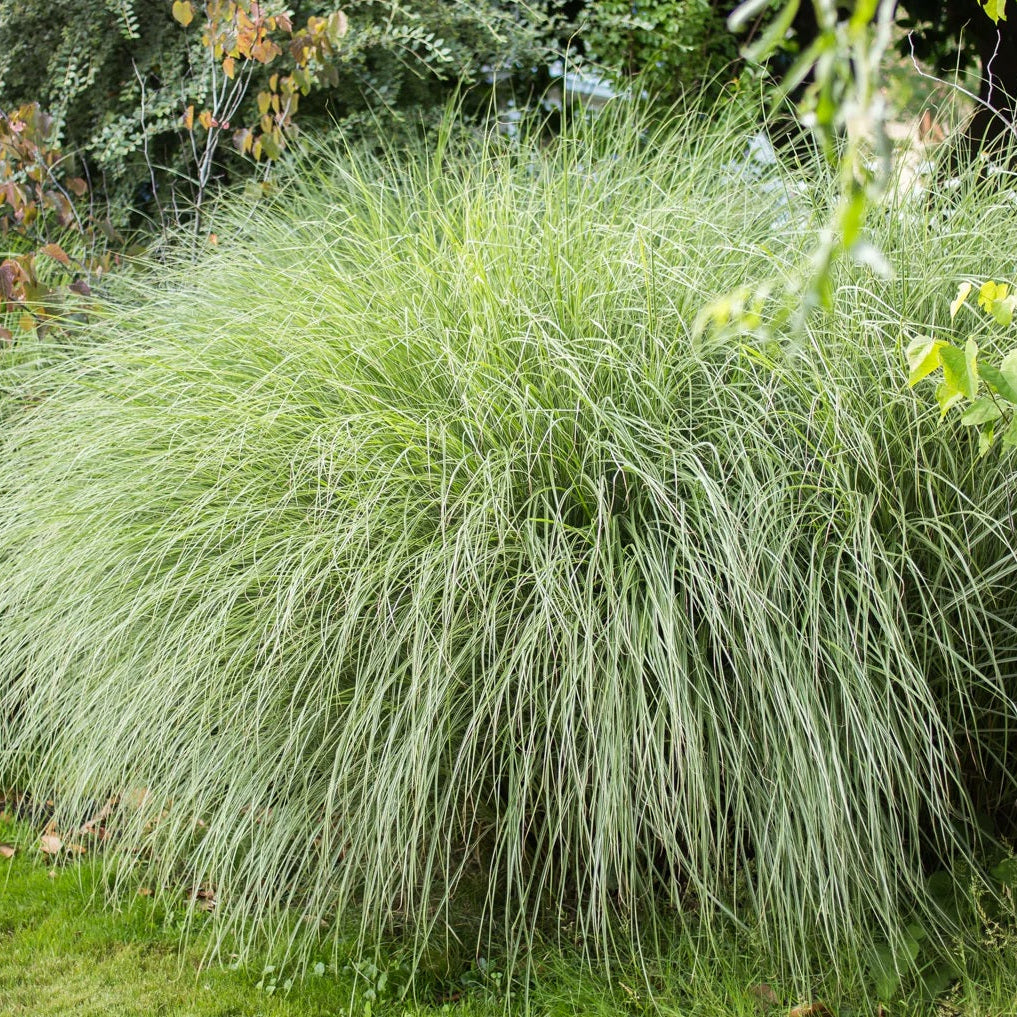 Maiden Grass Morning Light, Miscanthus Sinensis