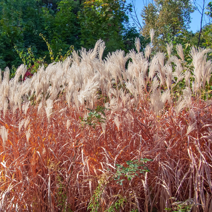 Maiden Grass Little Miss Dwarf, Miscanthus Tall grasses with autumn colors against a forest background