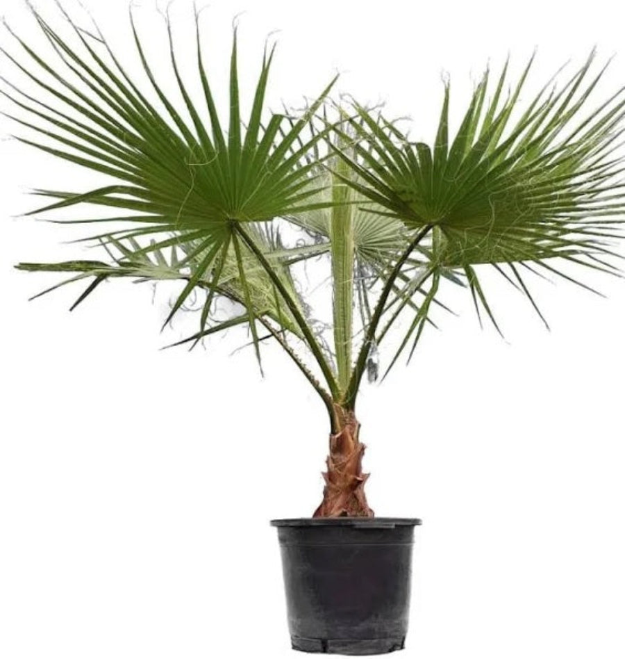 A young Washington Palm (Mexican Fan Palm) featuring bright green, fan-like fronds growing in a black nursery container