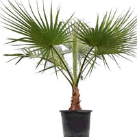 Washington Palm, Mexican Fan Palm Tree