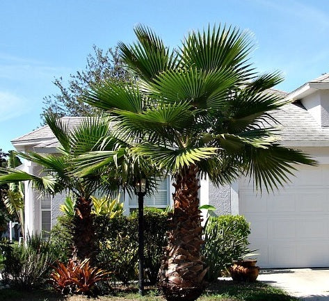 Washington Palm, Mexican Fan Palm Tree