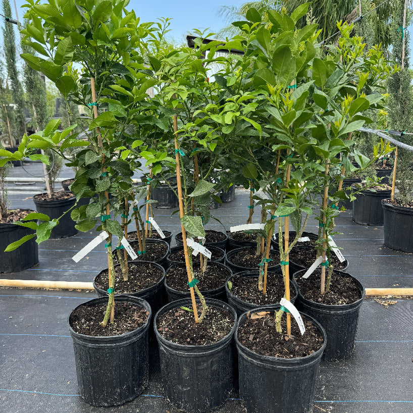 Meyer Lemon Citrus limon potted citrus plants in rows at nursery