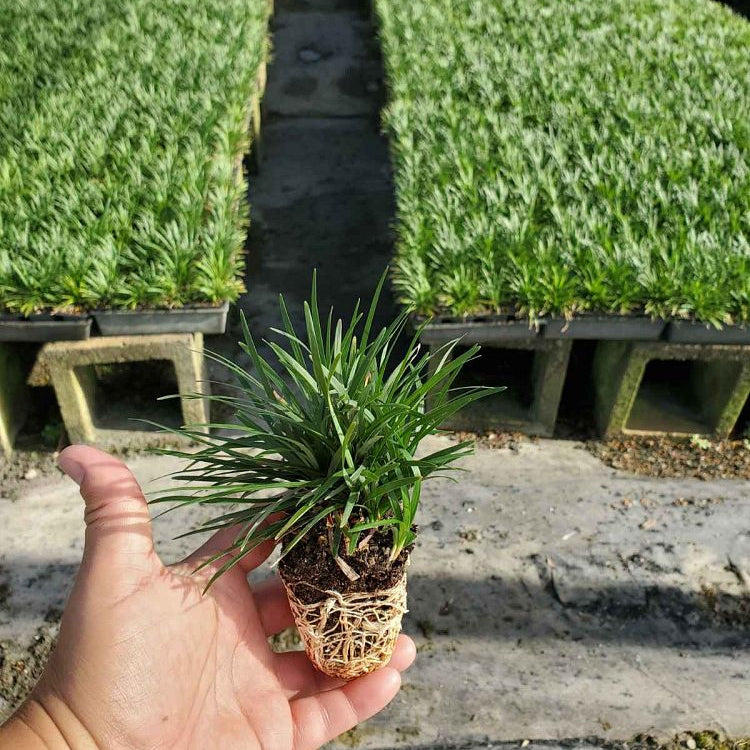 Mondo grass in row of pots