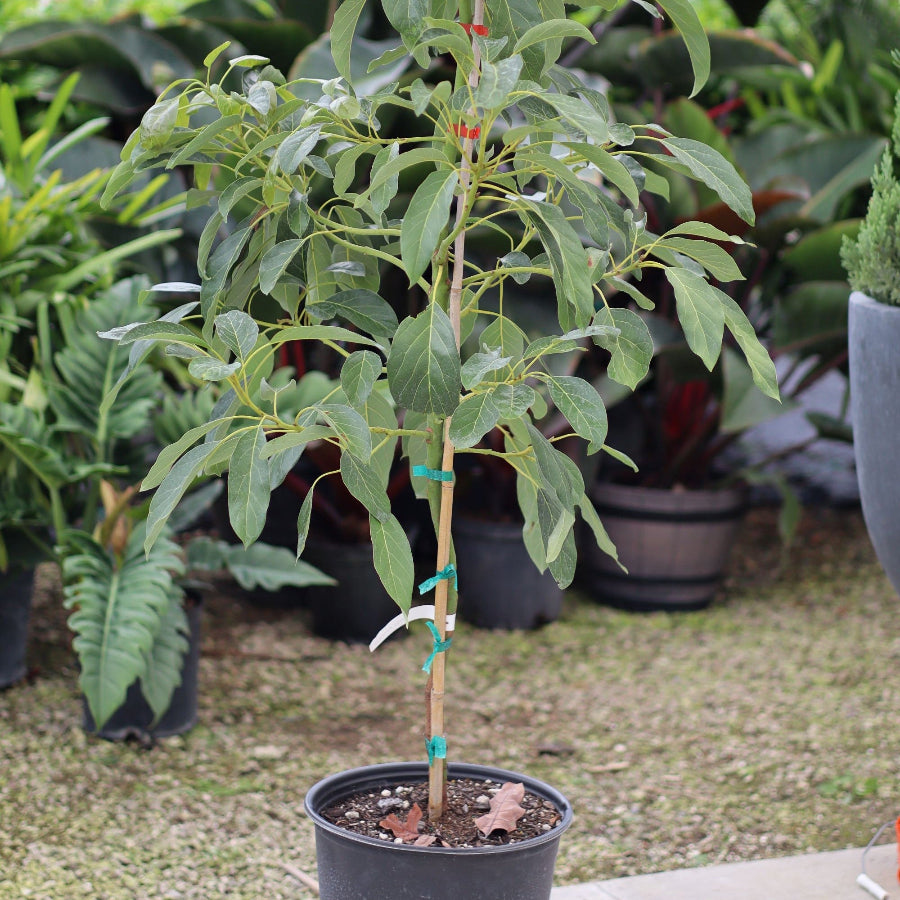 A young Avocado Fruit Tree in a black pot, surrounded by other plants.