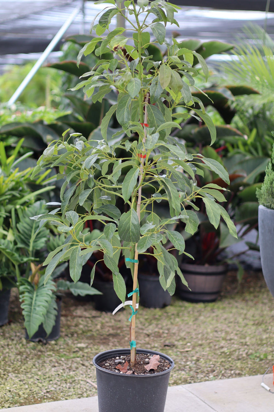 Potted Beta Avocado fruit tree