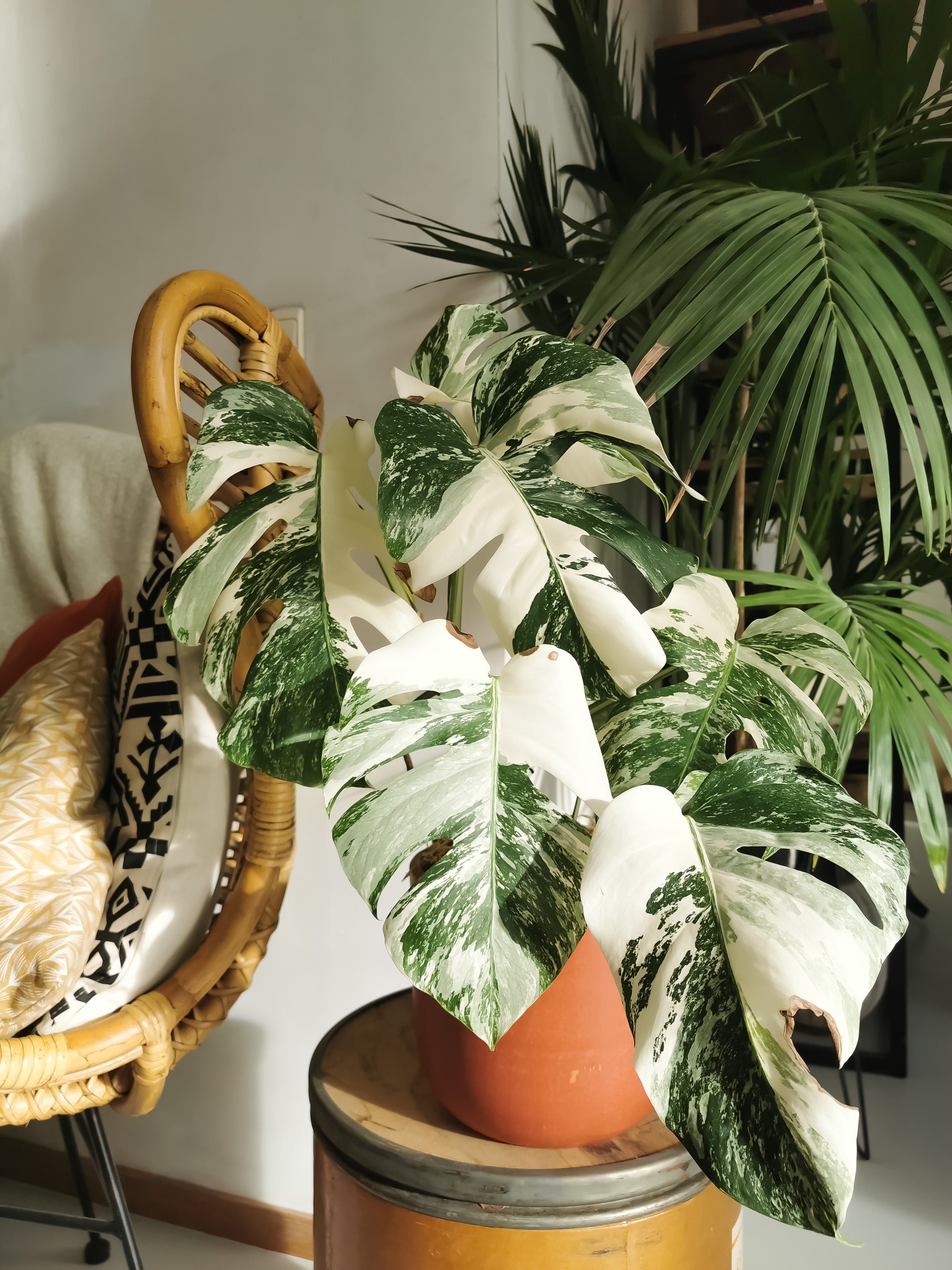 How Much Does a Variegated Monstera Cost: A Comprehensive Guide