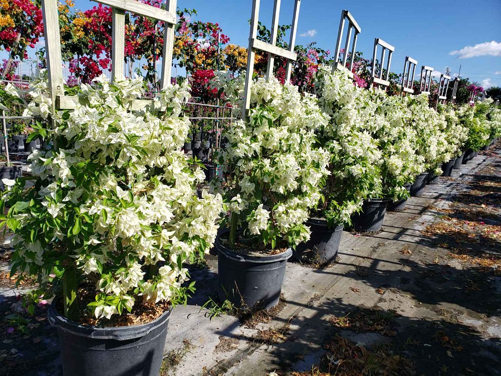 Bougainvillea White Flower Tree in Trellis, Ms. Alice White Flowering Tree