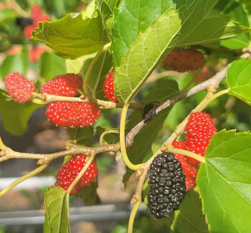 Black Mulberry, Dwarf Everbearing Morus Nigra