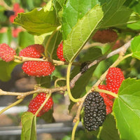 Black Mulberry, Dwarf Everbearing Morus Nigra