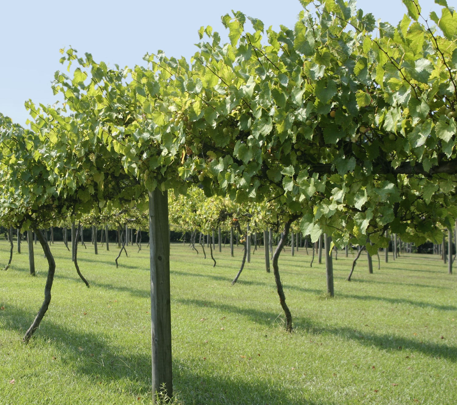 Muscadine Carlos Grape Vine, Muscadinia Vitus Rotundifolia