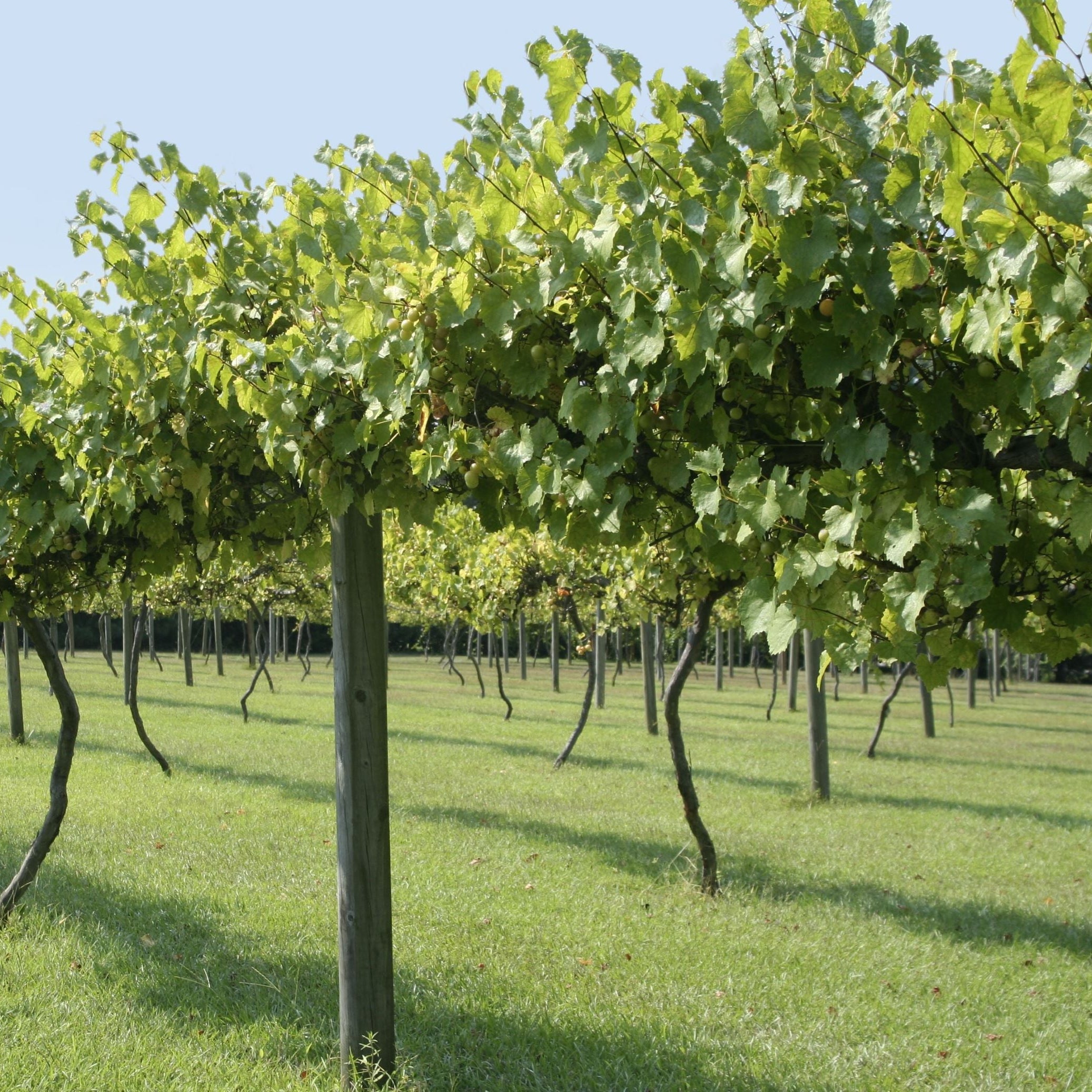 A scenic, wide-angle view of a vineyard with rows of lush green Muscadine grapevines trained on wire trellises, spanning a bright, grass-covered field under clear sunlight.