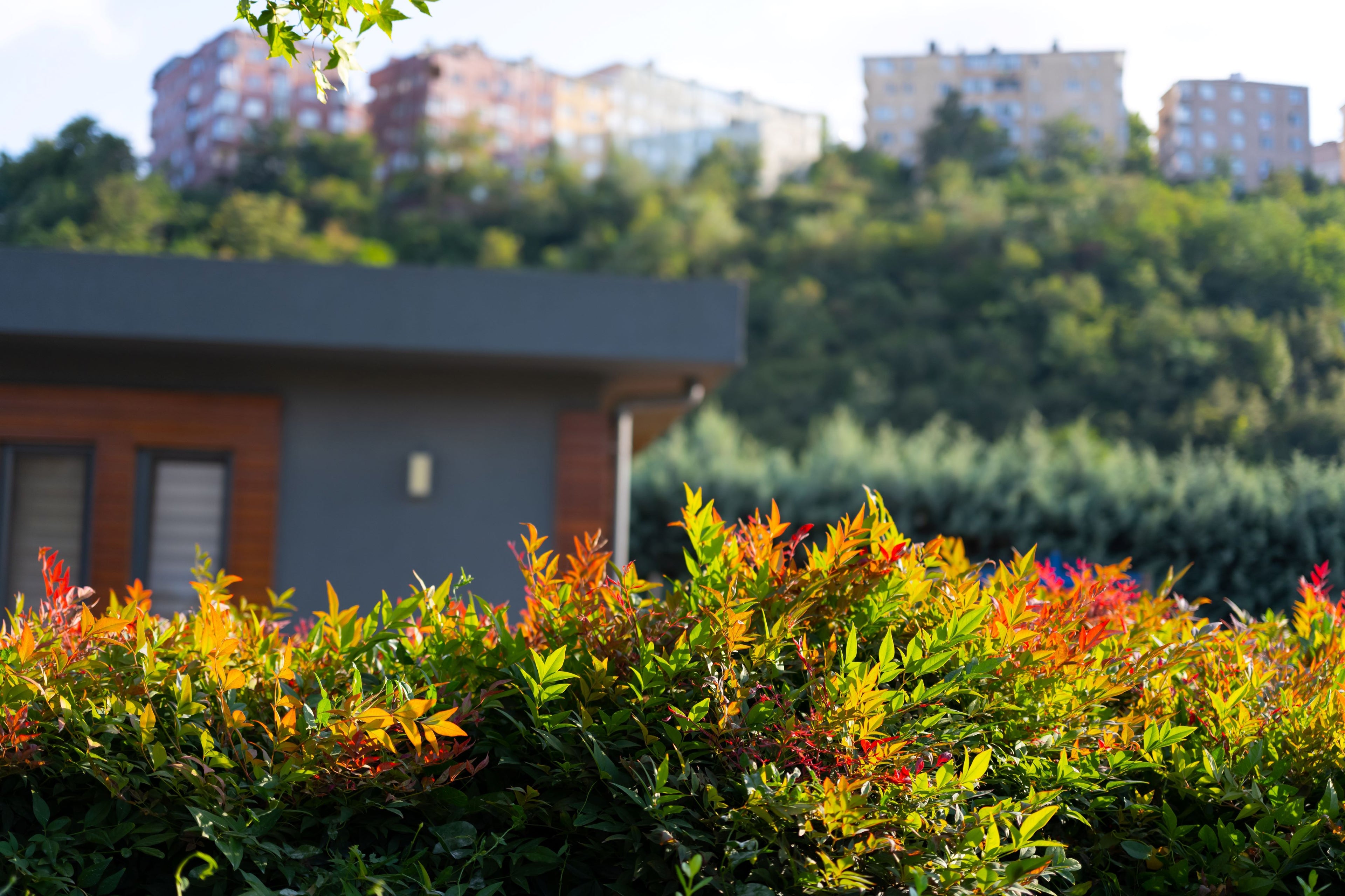 Nandina Firepower Heavenly Bamboo outside