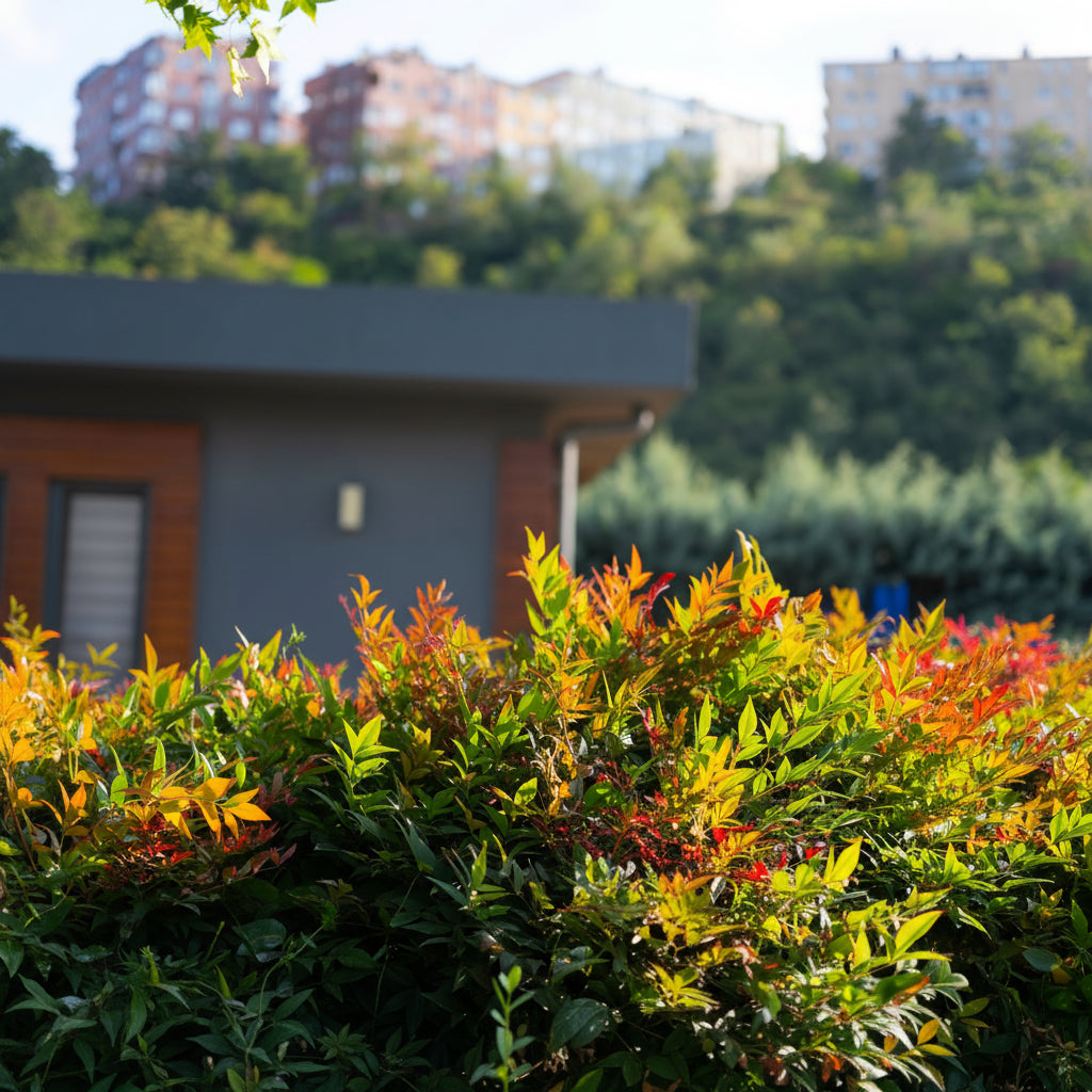 Nandina Firepower Heavenly Bamboo outside
