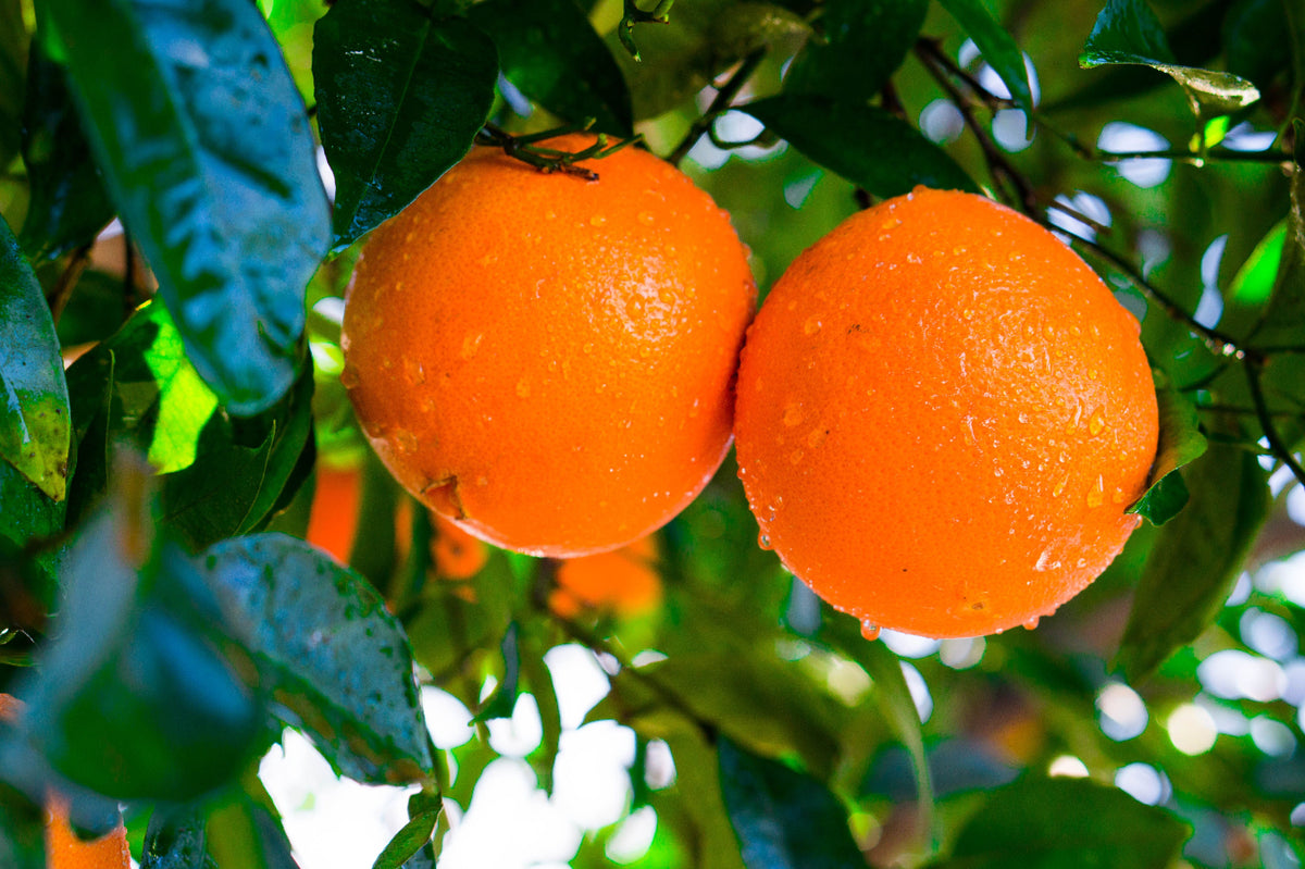 Close up of wet navel oranges growing on a branch.