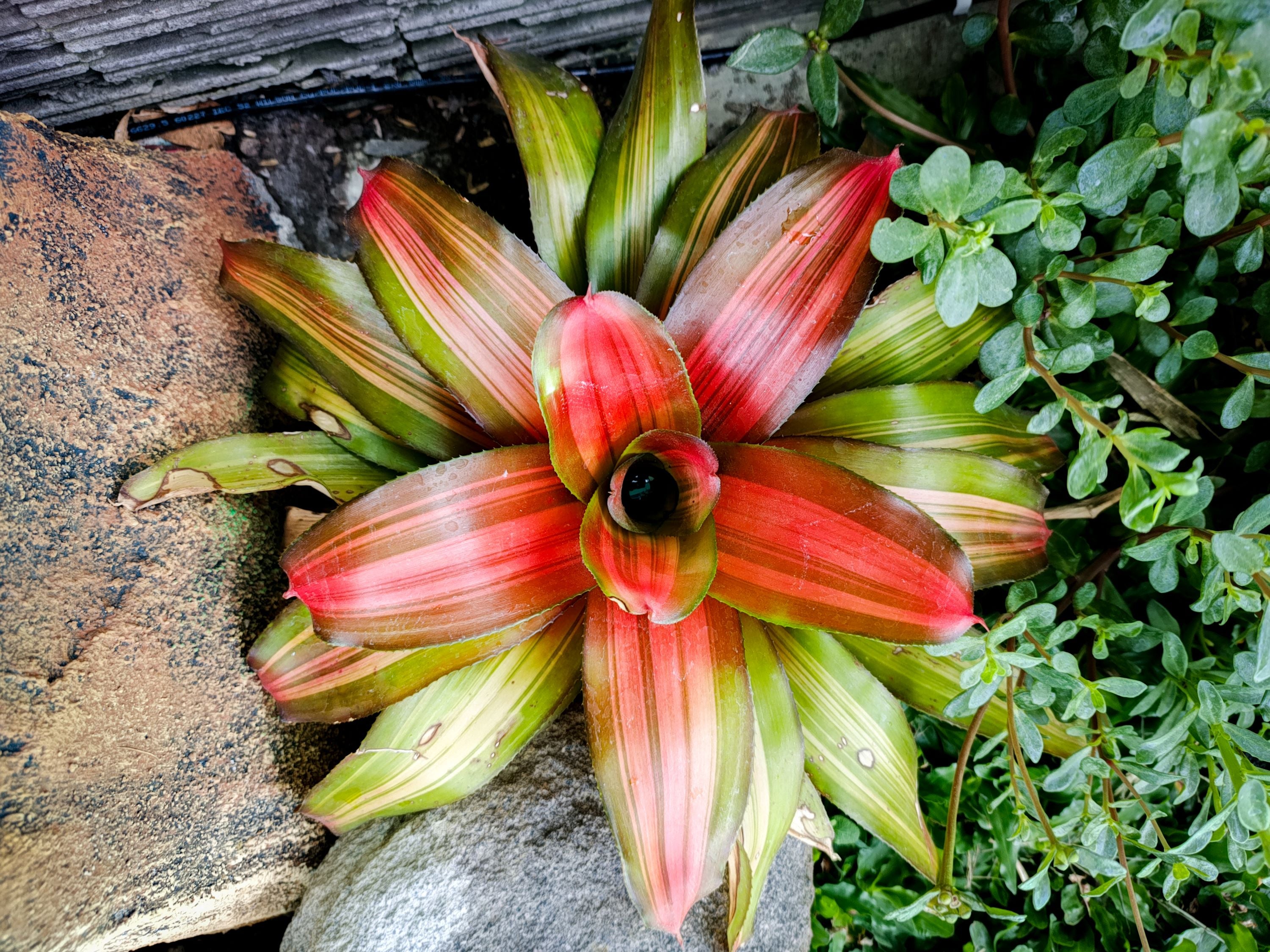 Bromeliad, Neoregelia Freddy