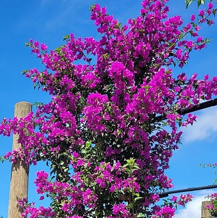 Bougainvillea Purple Flower Tree in Trellis, &