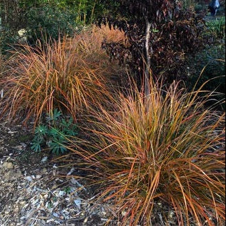 New Zealand wind grass Garden scene with tall grasses and autumn foliage