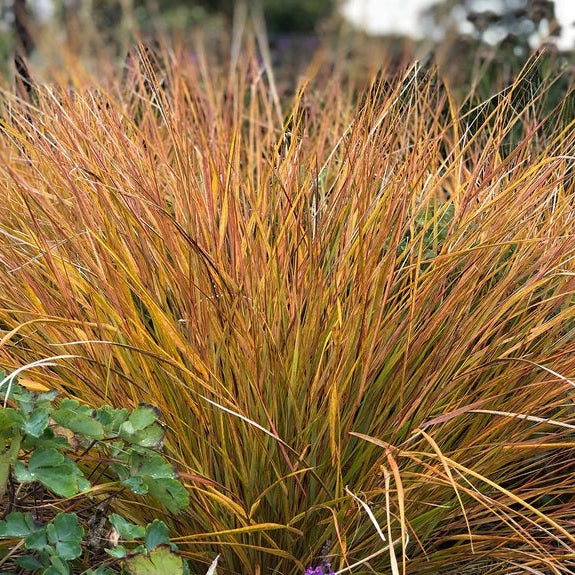 New Zealand wind grass Garden scene with tall grasses and autumn foliage