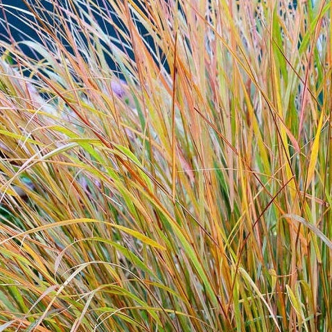 New Zealand wind grass Garden scene with tall grasses and autumn foliage
