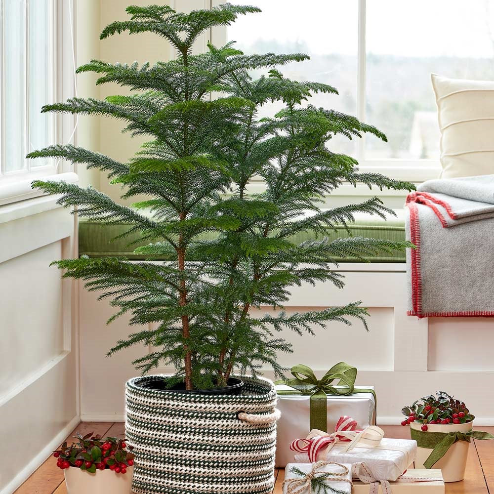 Norfolk Island pine Multi Stem, Christmas Tree