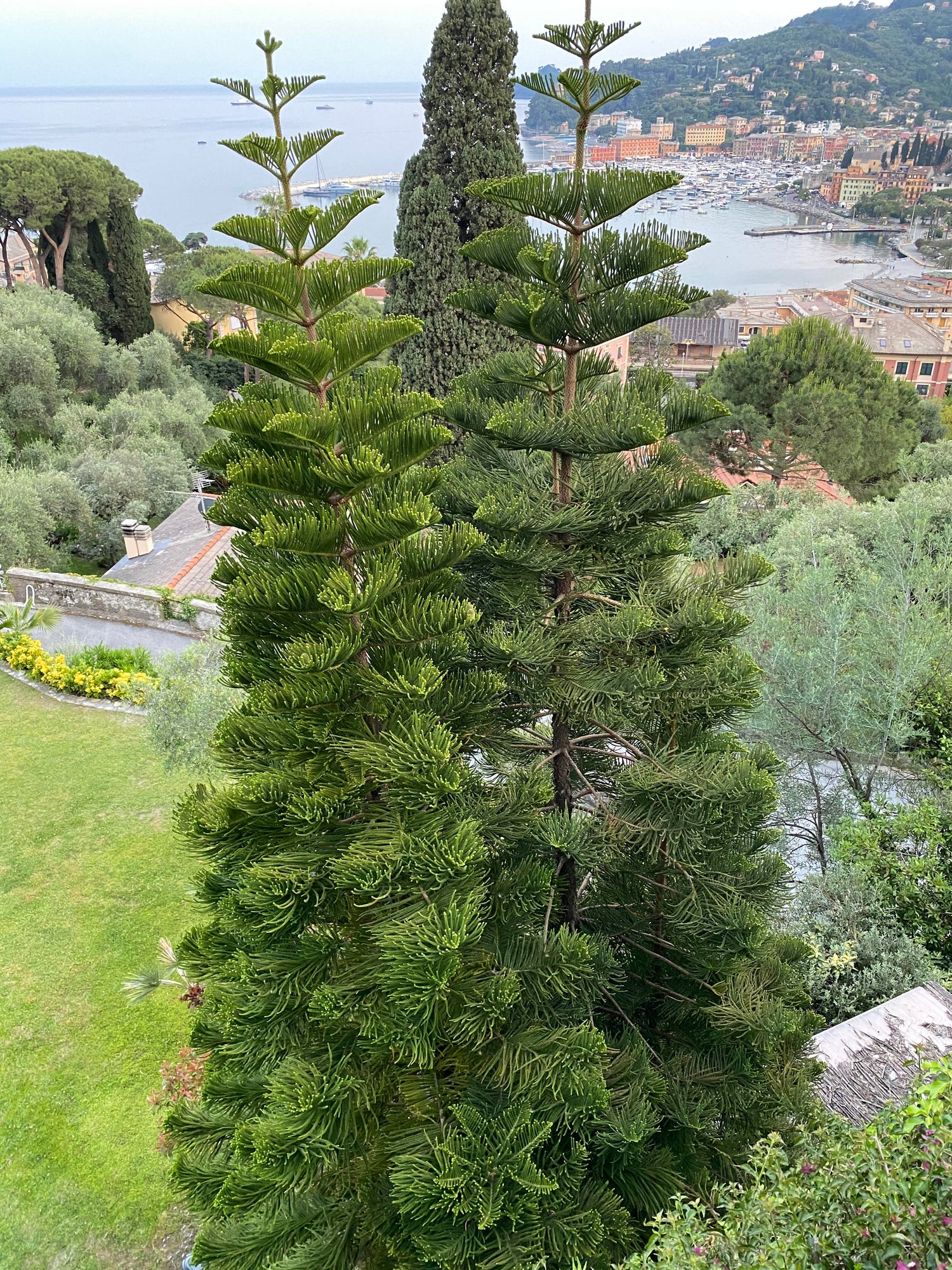 Norfolk Island pine Multi Stem, Christmas Tree