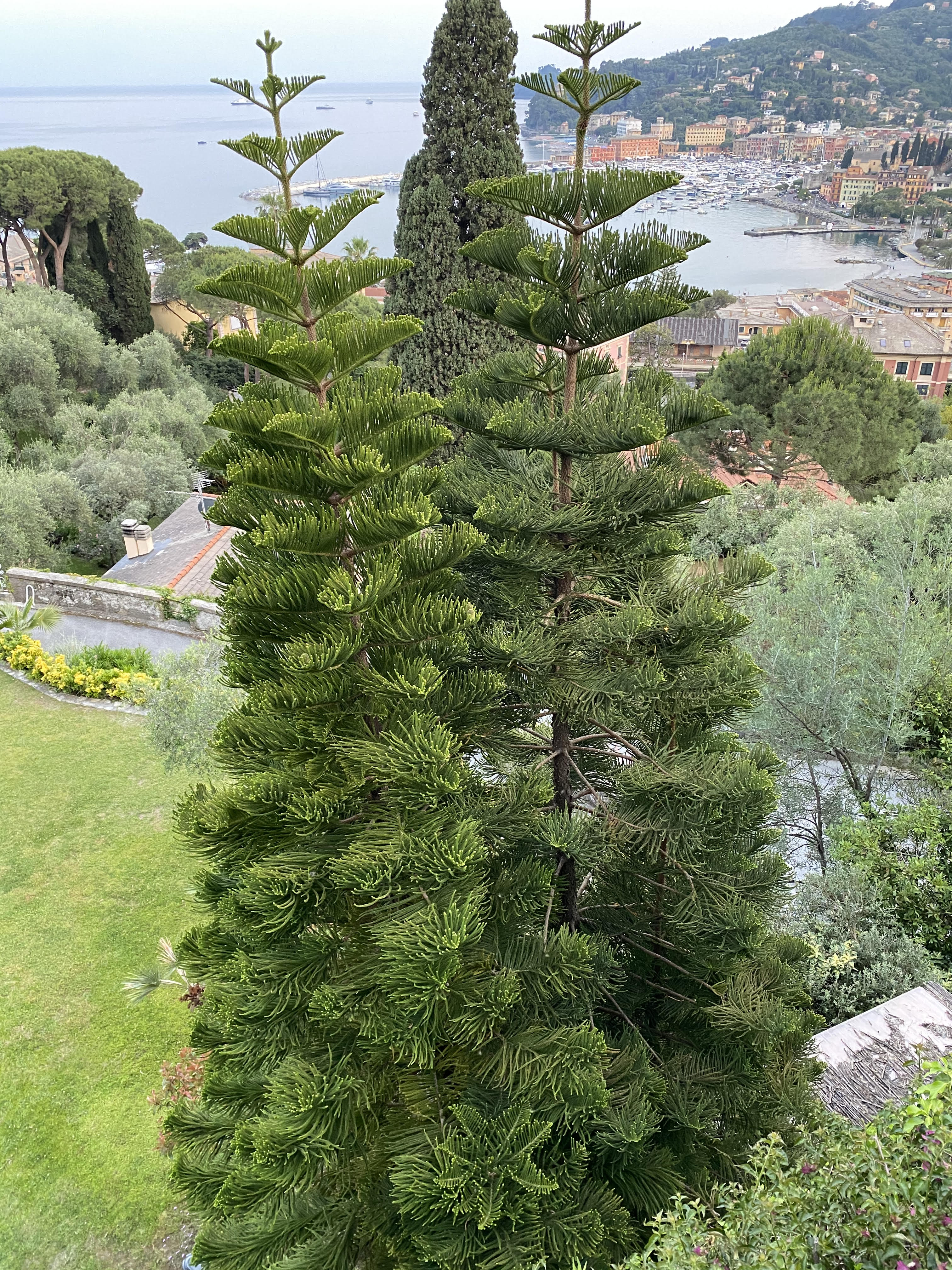 Norfolk Island pine Multi Stem, Christmas Tree