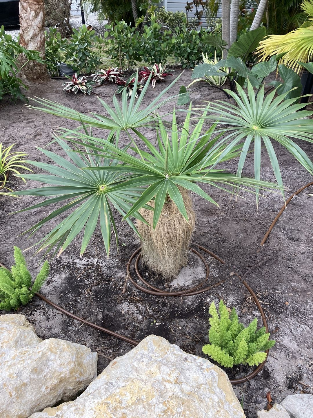 planting Old Man Palm, Rare and Exotic Palma Petate in a garden