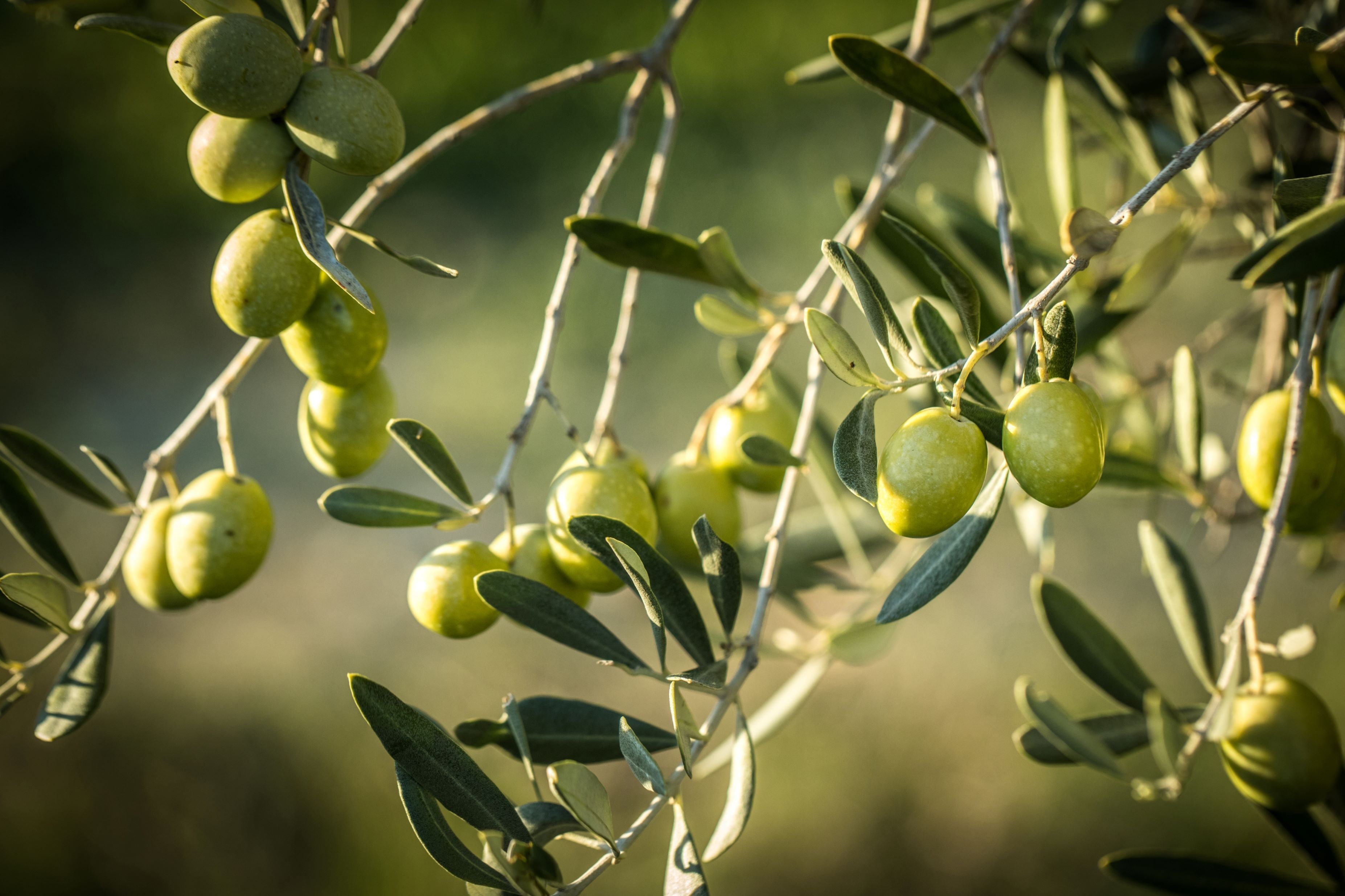 Olive Tree in Modern Deco Planter