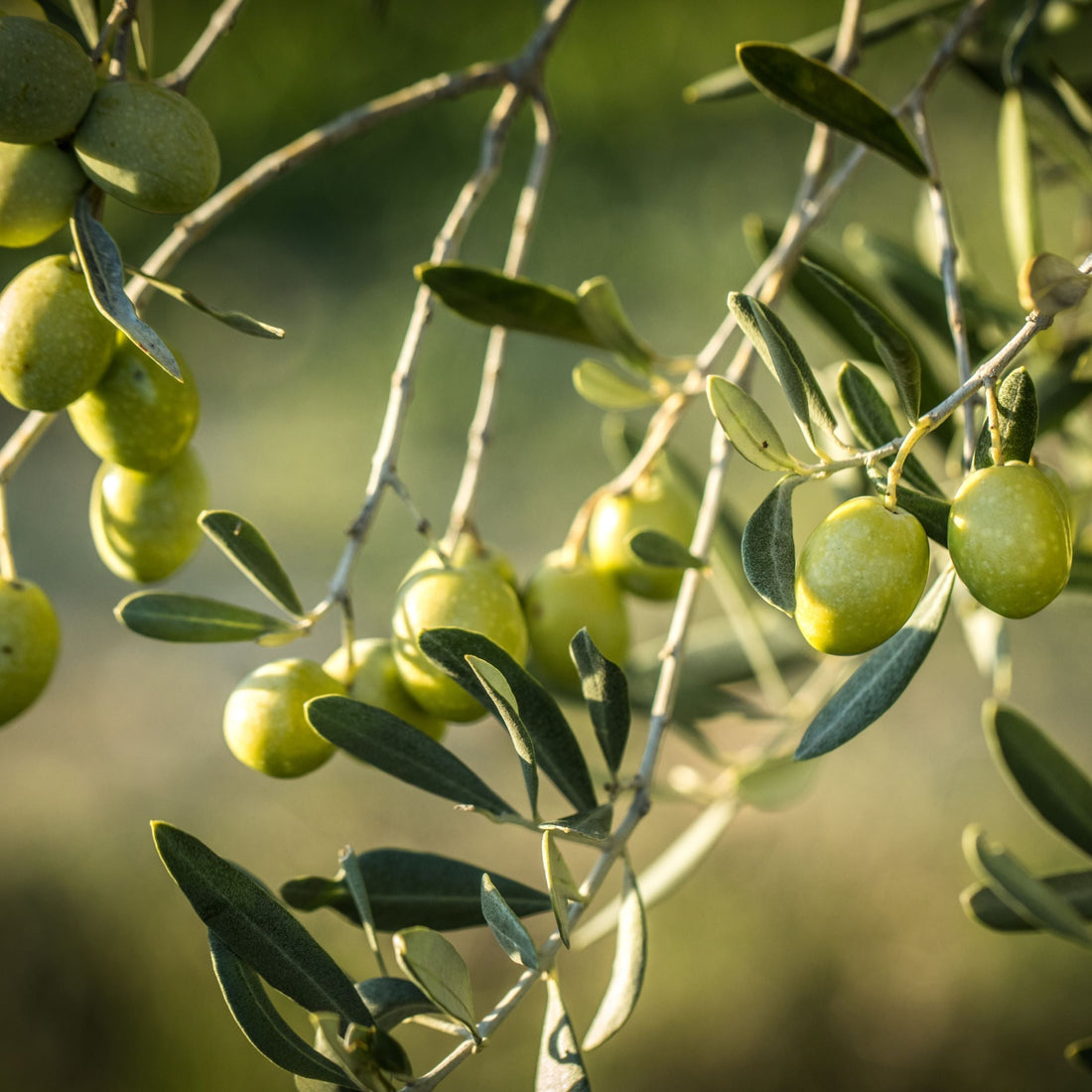 Olive Tree in fruit in tree