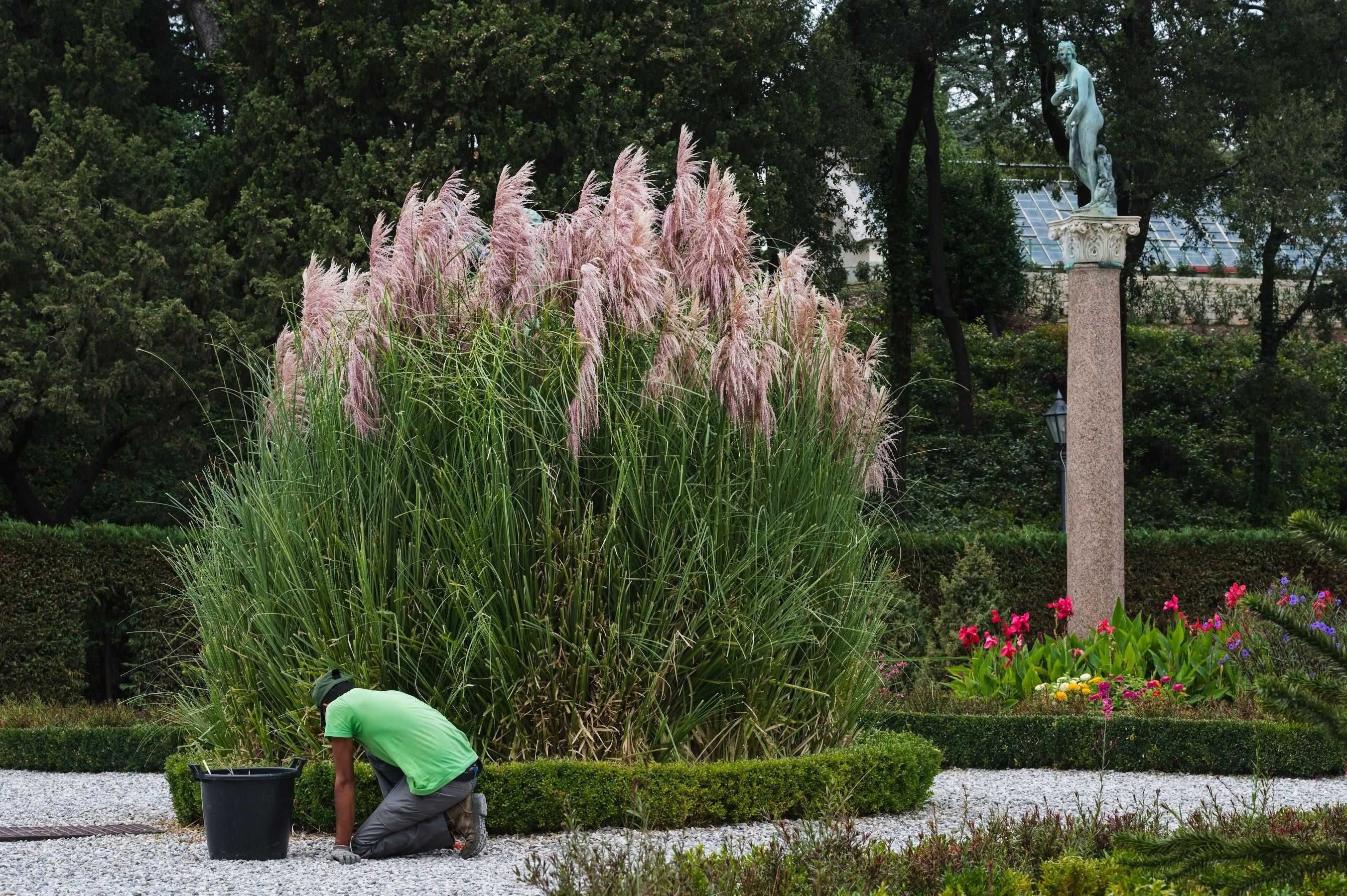 Rosea Pink Pampas Grass