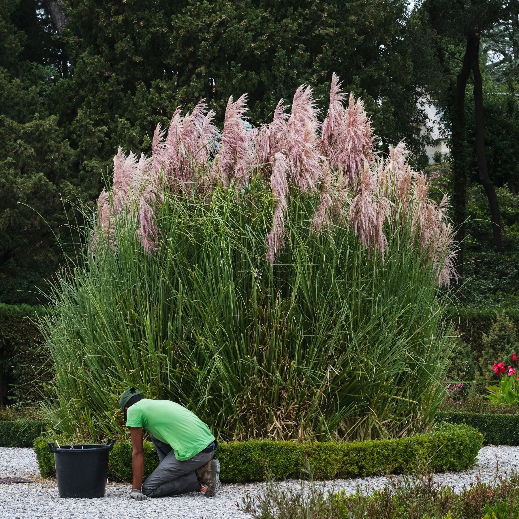 Pink pampas grasses swaying in a garden setting with greenery in the background