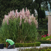 Rosea Pink Pampas Grass