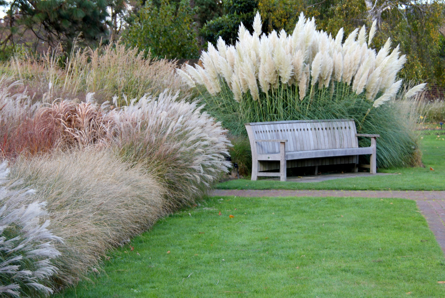 White Pampas Grass