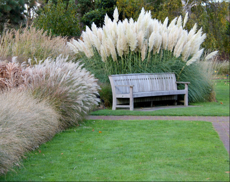 White Pampas Grass in pak with wooden bench