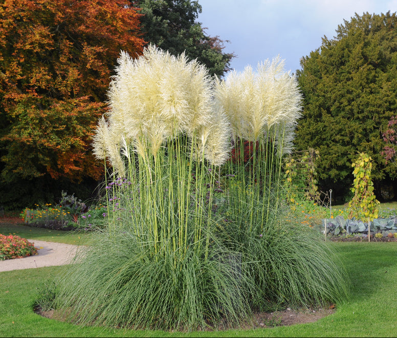 view of White Pampas Grass
