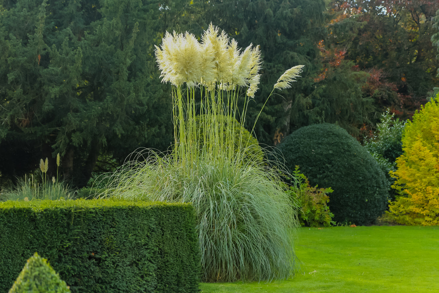 White Pampas Grass in a gram