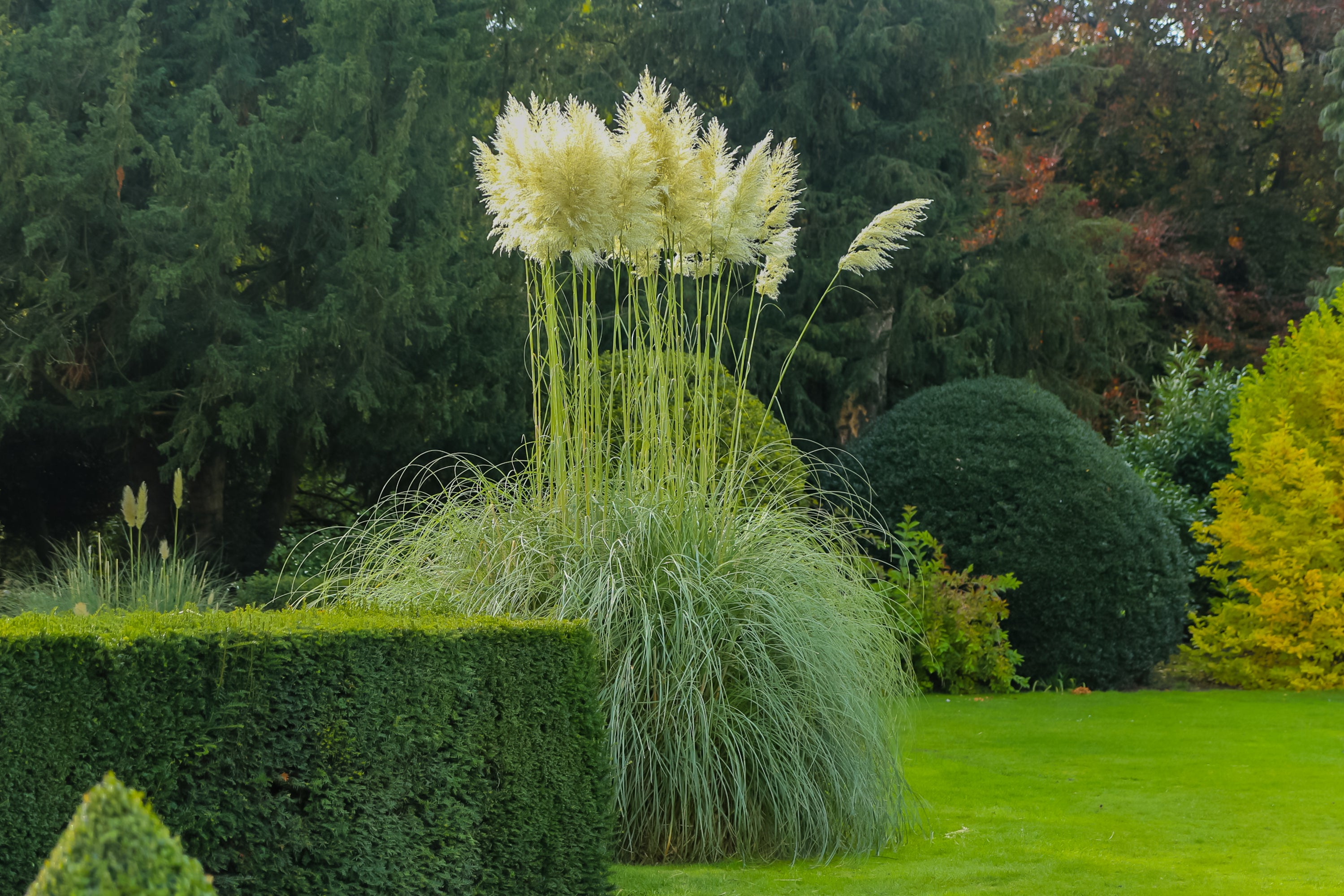 White Pampas Grass in a gram