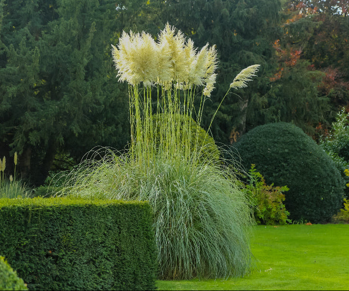 White Pampas Grass in garden