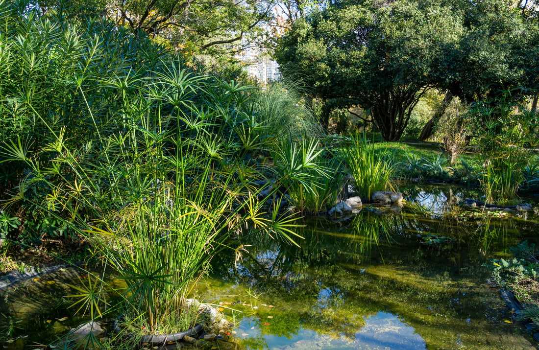 Papyrus Cyperus, Giant Egyptian Papyrus Large Planted in Ground