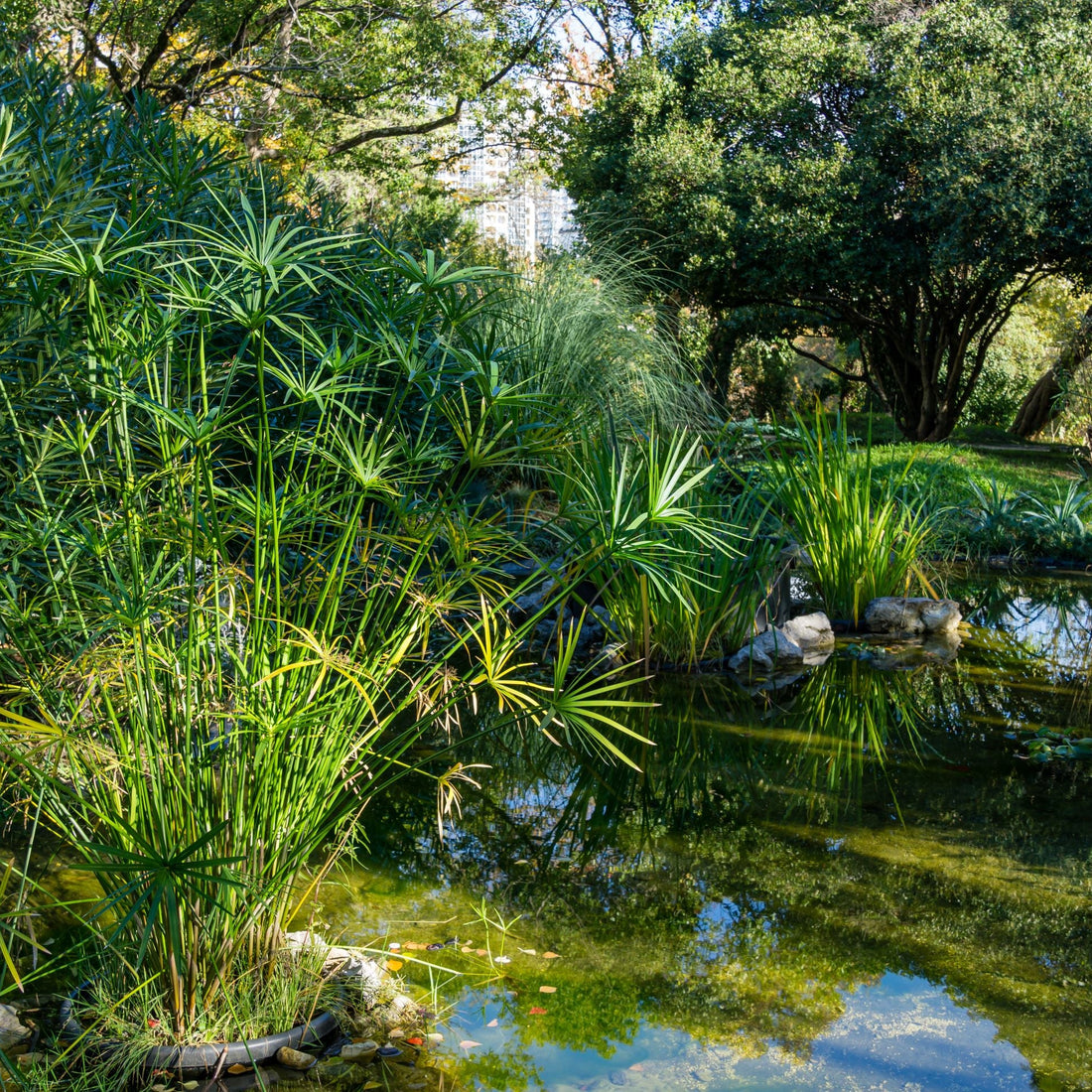 Mature Papyrus Cyperus, Giant Egyptian Papyrus Large Mature Planted in Ground Water Garden