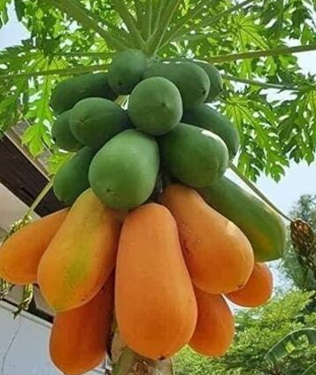 Papaya Red Lady Carica Pawpaw Fruit Tree