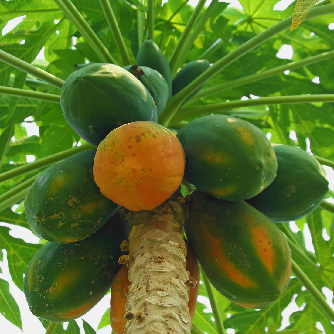 Close-up of ripe Papaya Dwarf TR Hovey, Carica Pawpaw Fruit growing on tree