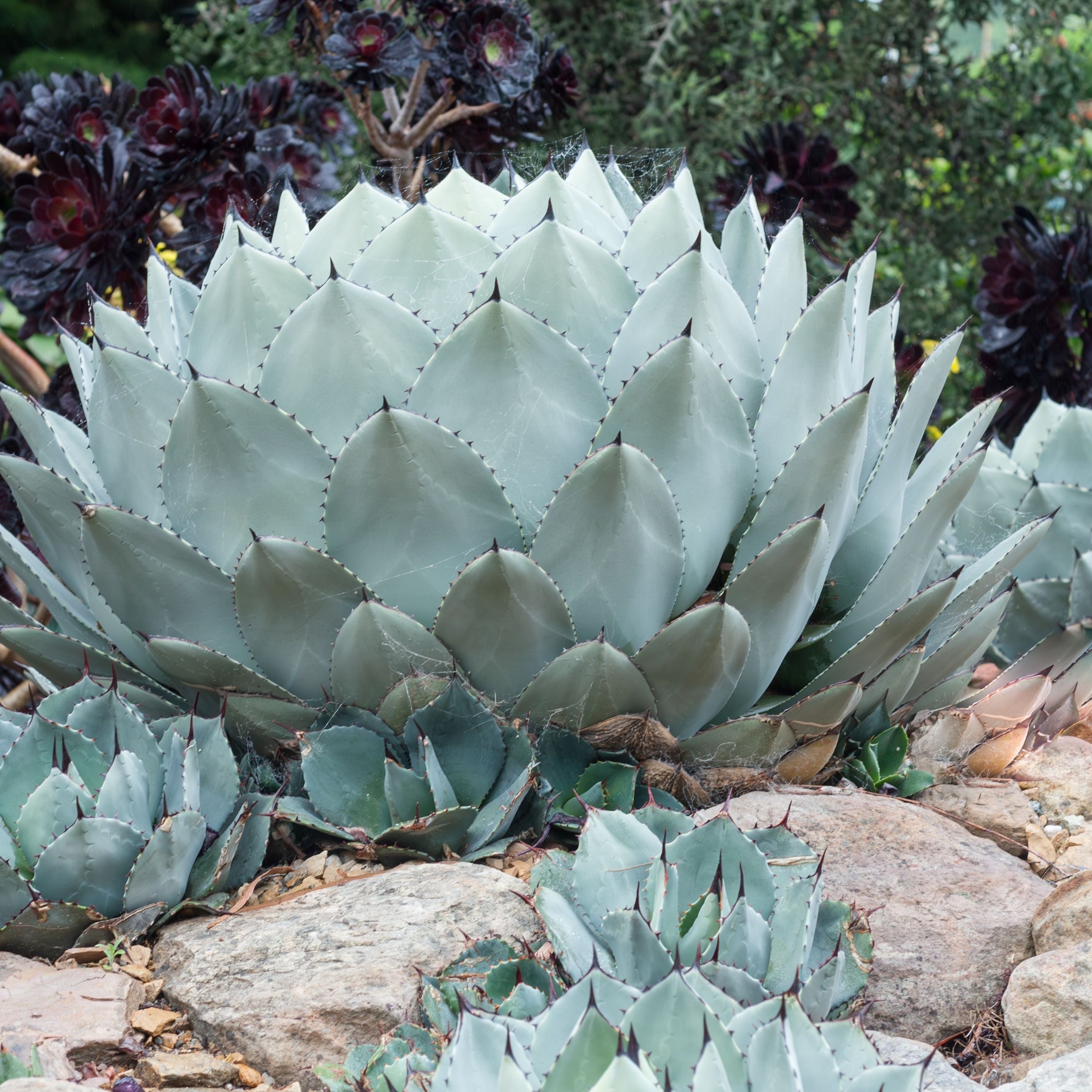 Agave Parryi Artichoke &