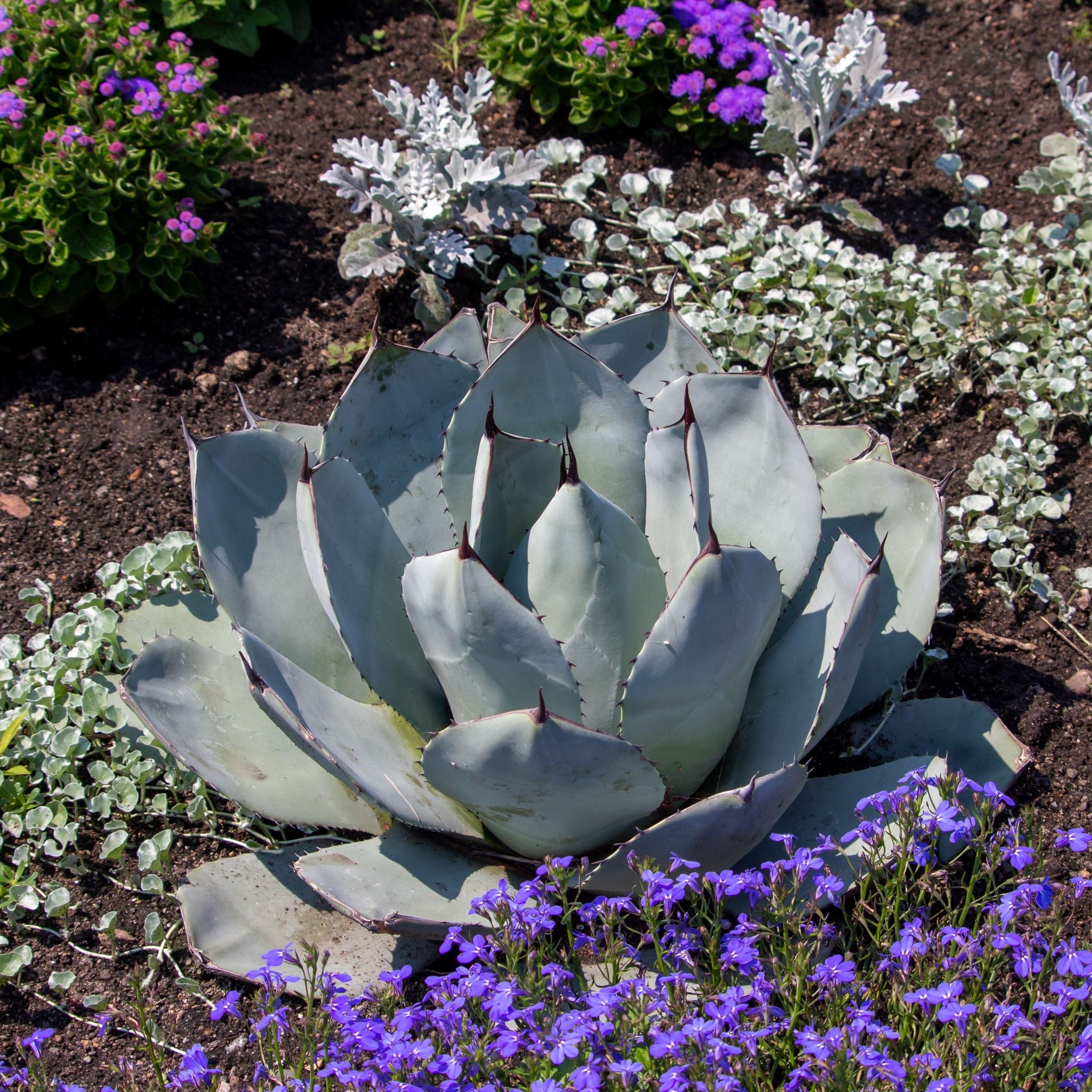 Agave Parryi Artichoke &
