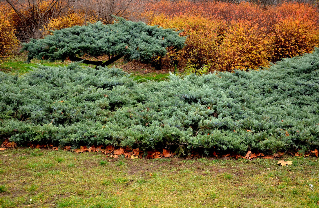 A low-growing, spreading Parson&