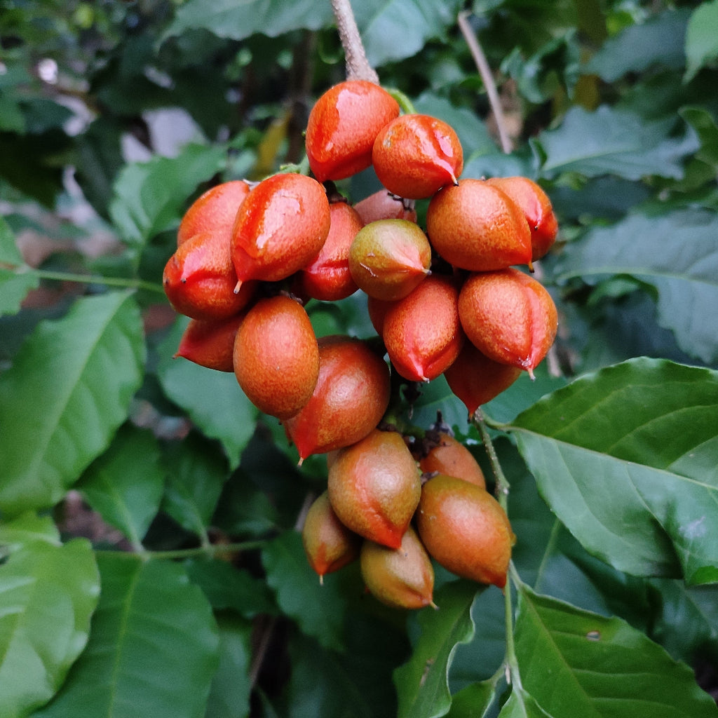 Close-up of ripe peanut butter fruit growing on tree