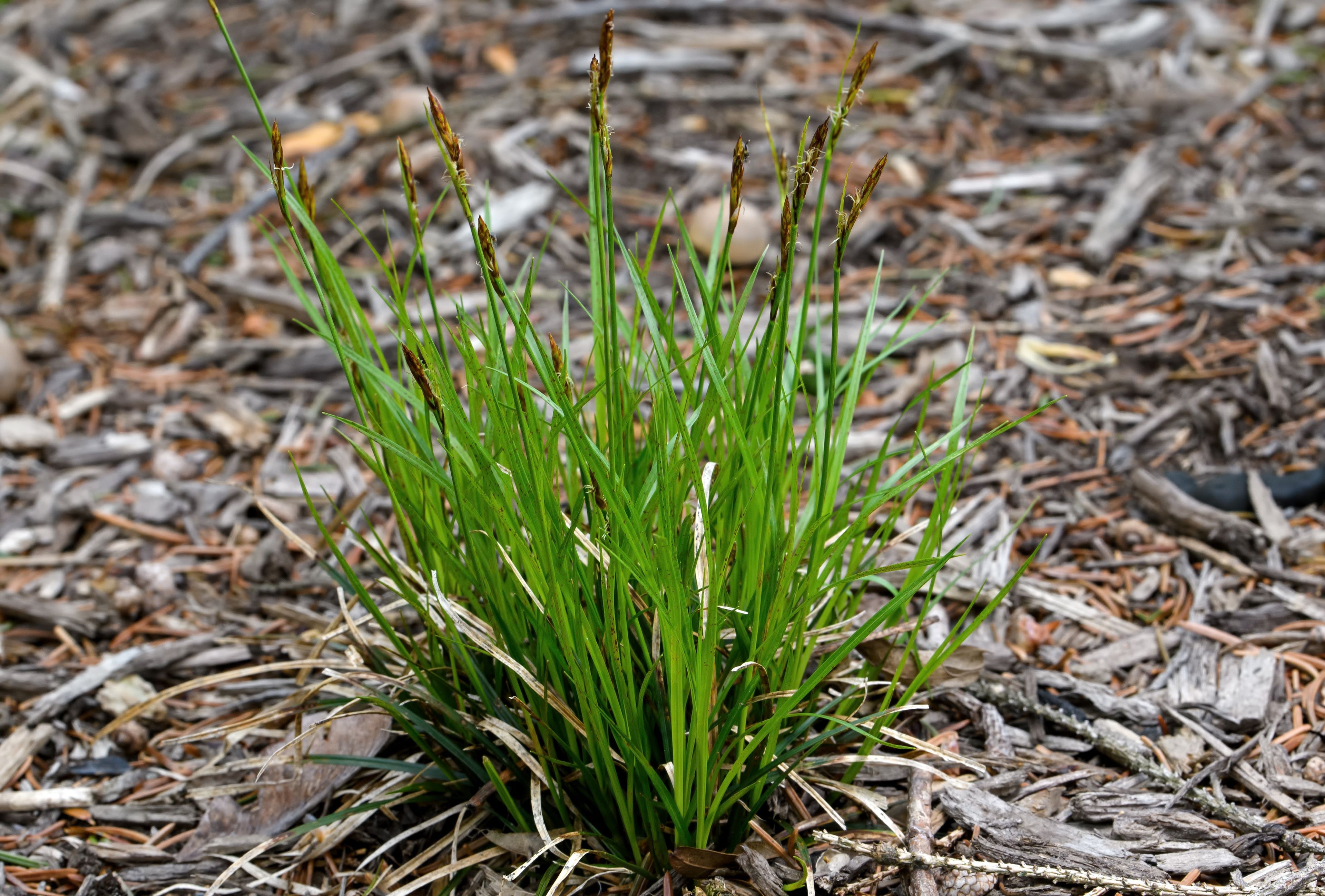 Pennsylvania Sedge, Carex Pensylvanica Grass
