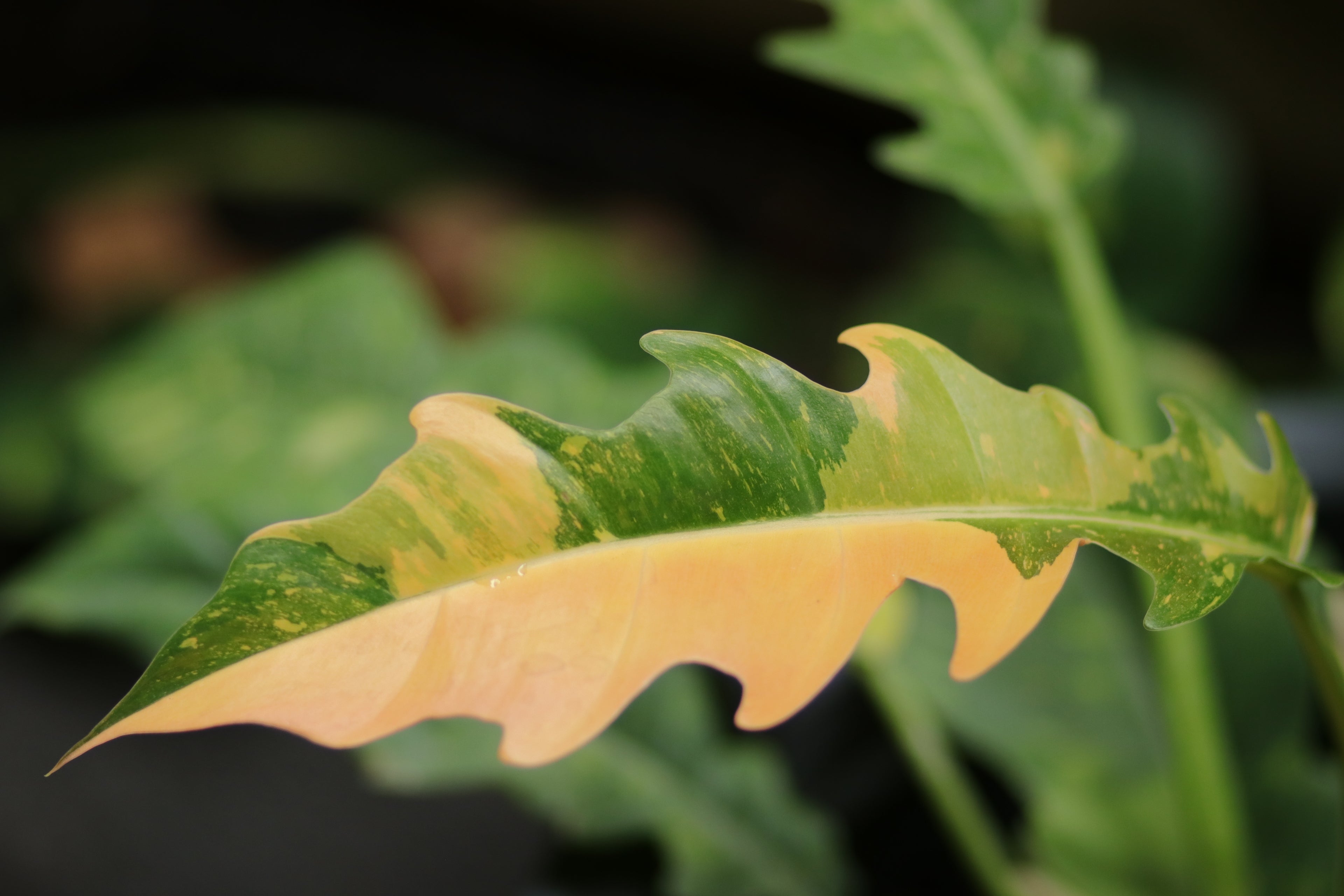 Philodendron Ring of Fire Variegated