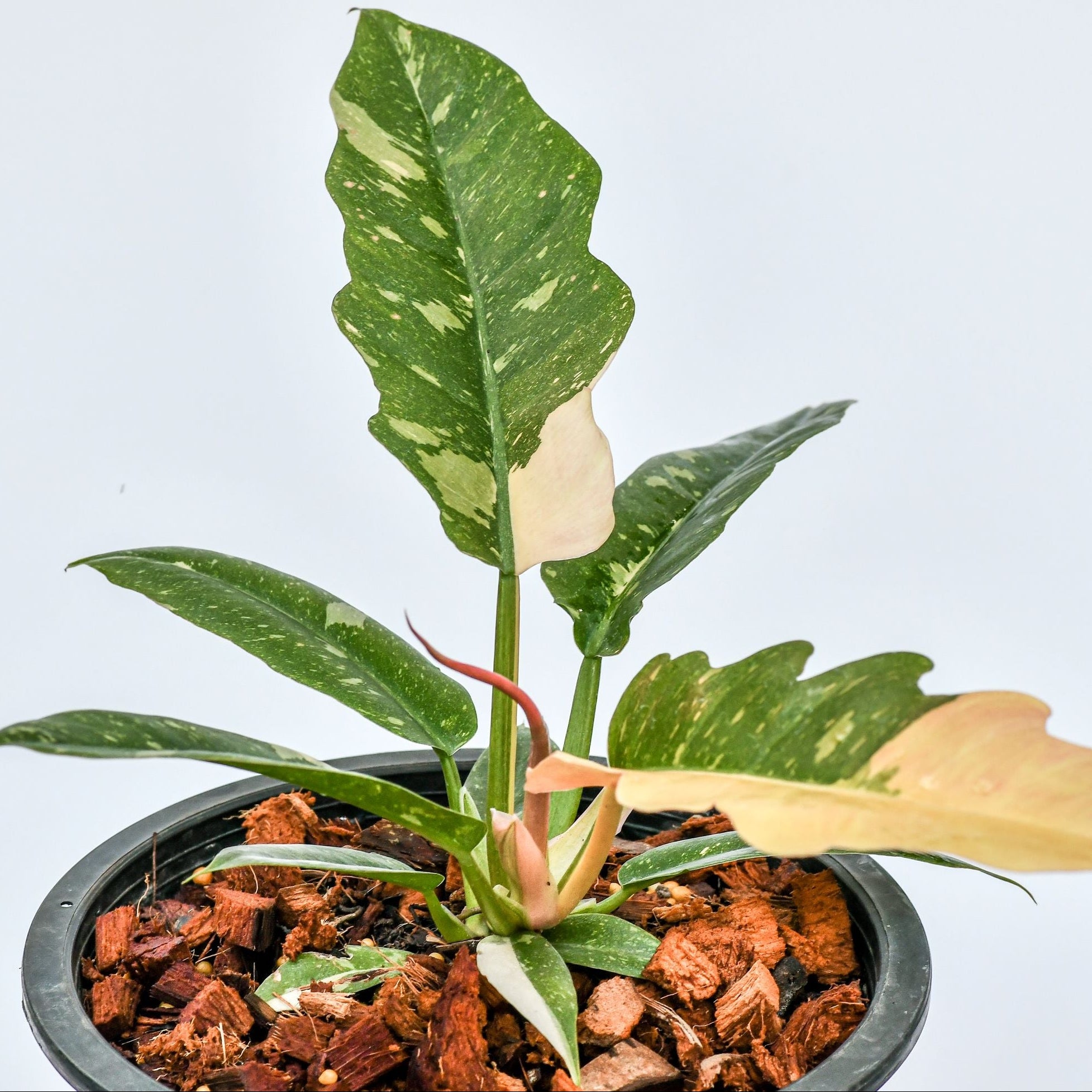 Philodendron Ring of Fire Variegated in a pot