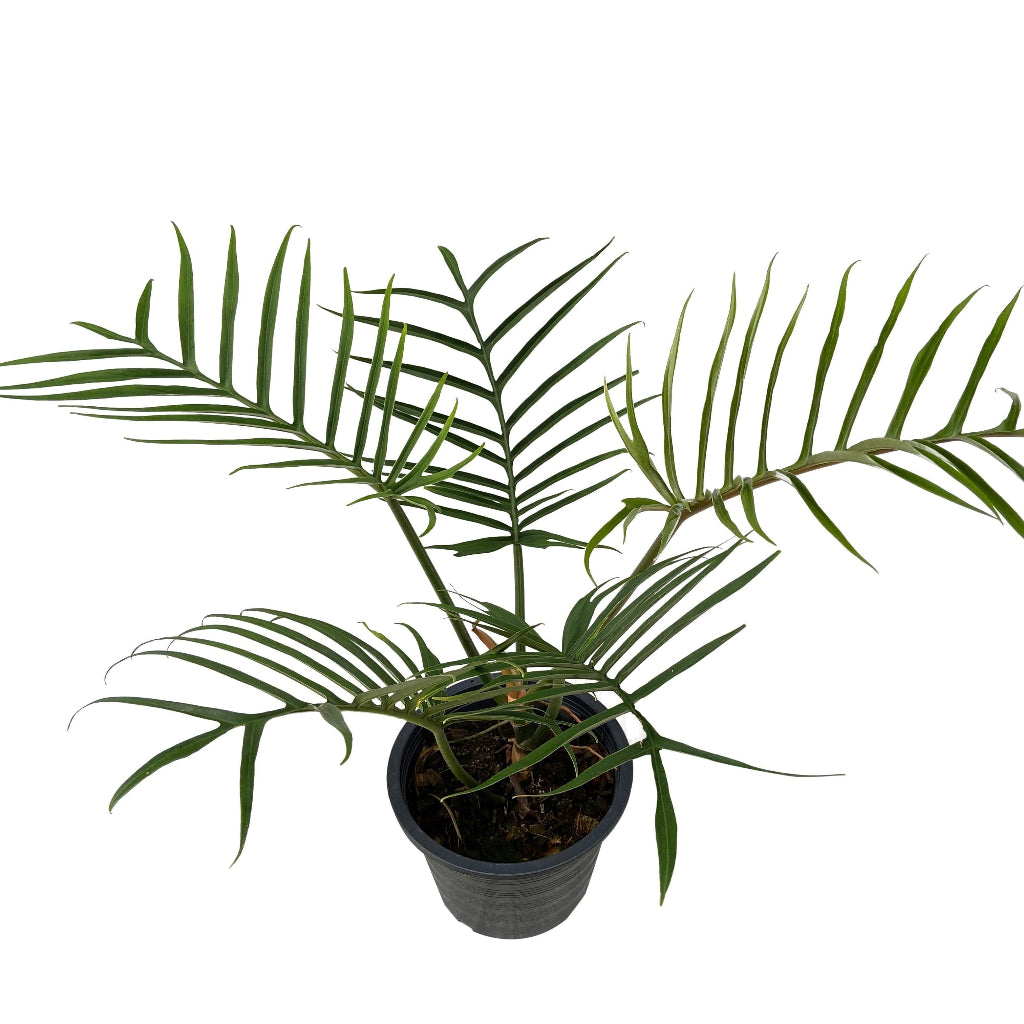 uper view of Philodendron Tortum, Fern Leaf Vining Plant